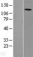 CACNA2D3 / Alpha-2/Delta-3 Protein (Over-Expression Lysate Myc-DDK (Flag))