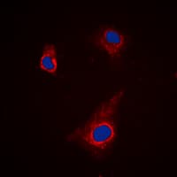 AUTL1 / ATG4C Antibody (N-Terminus)