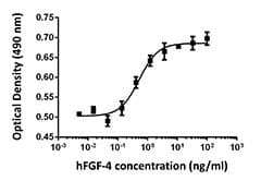 Human FGF4 Protein (Recombinant)