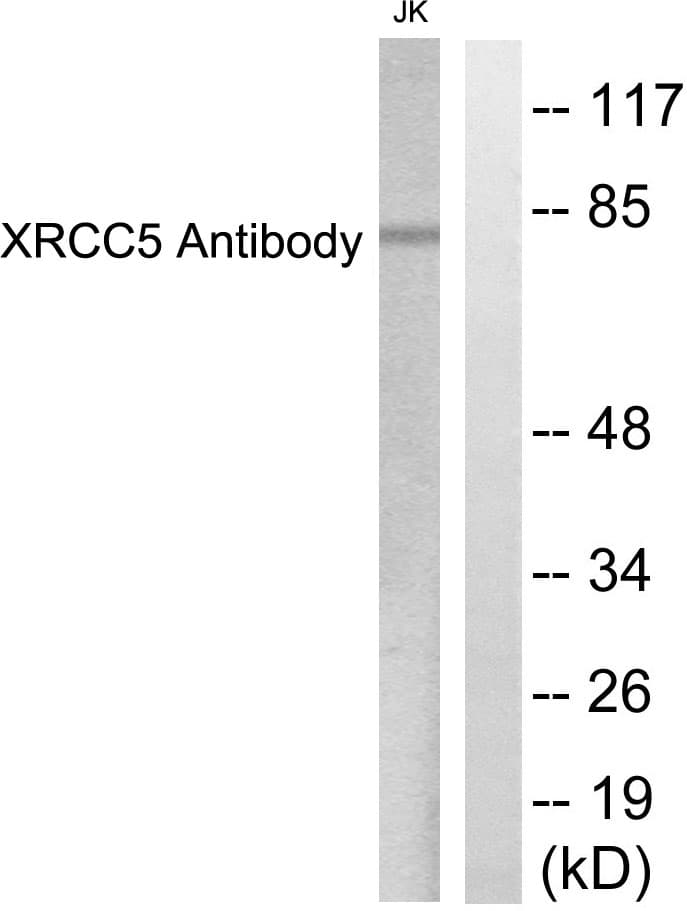 Polyclonal Rabbit anti-Human XRCC5 / Ku80 Antibody (aa683-732, IHC, WB)