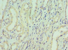 EIF3E Antibody (aa1-445)