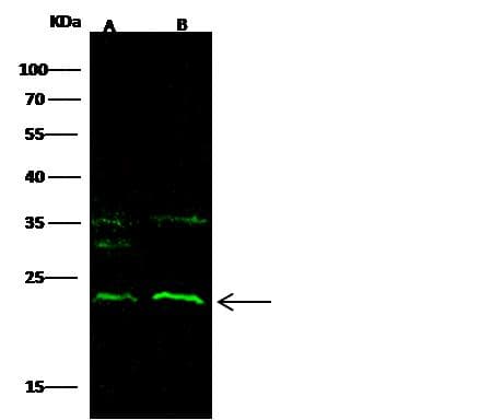 CD69 Antibody (clone 074, Preservative Free)