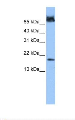 FUNDC1 Antibody (N-Terminus)