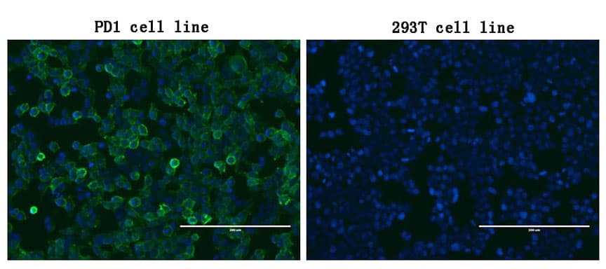 PDCD1 / CD279 / PD-1 Antibody (clone OTI12G4, Carrier-free)
