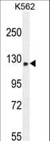 TMCO7 Antibody (aa904-933)
