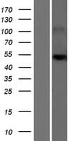 SLC25A24 / APC1 Protein (Over-Expression Lysate Myc-DDK (Flag))