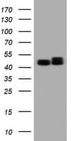PAI-RBP1 / SERBP1 Antibody (clone OTI2E11)