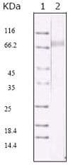 HHV-8 ORF45 Antibody (clone 2D4A5)