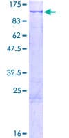 Human MAATS1 Protein (Recombinant GST)