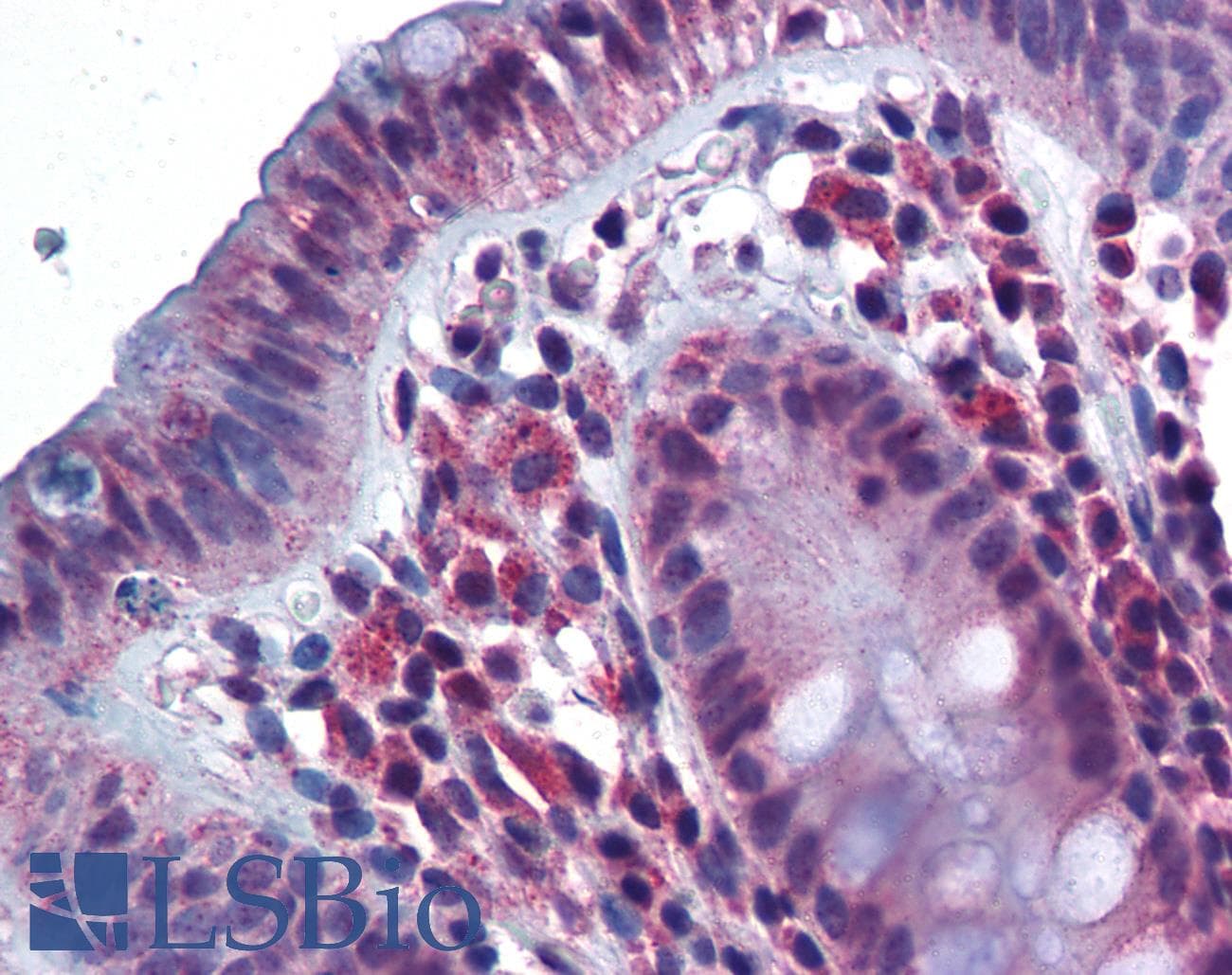 IHC-plus™ RP105 / CD180 Antibody