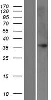 FAM43B Protein (Over-Expression Lysate Myc-DDK (Flag))
