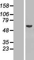 GLMN Protein (Over-Expression Lysate Myc-DDK (Flag))