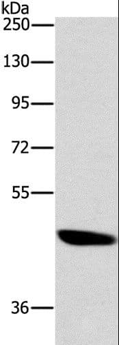 BRS3 Antibody