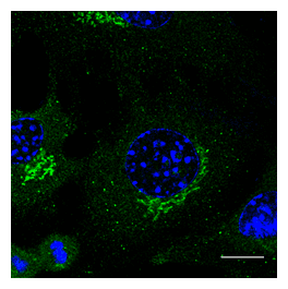 IHC-plus™ Rab3 Antibody (C-Terminus)
