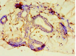 Polyclonal Rabbit anti-Human PCDHA6 Antibody (aa1-230, IHC)