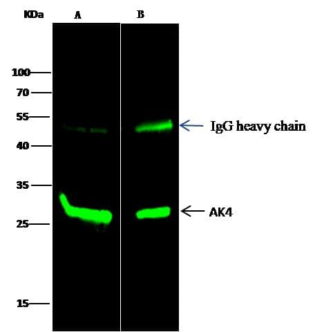 AK4 / Adenylate Kinase 4 Antibody (Preservative Free)