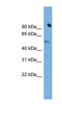 SLC25A25 Antibody (aa35-84)