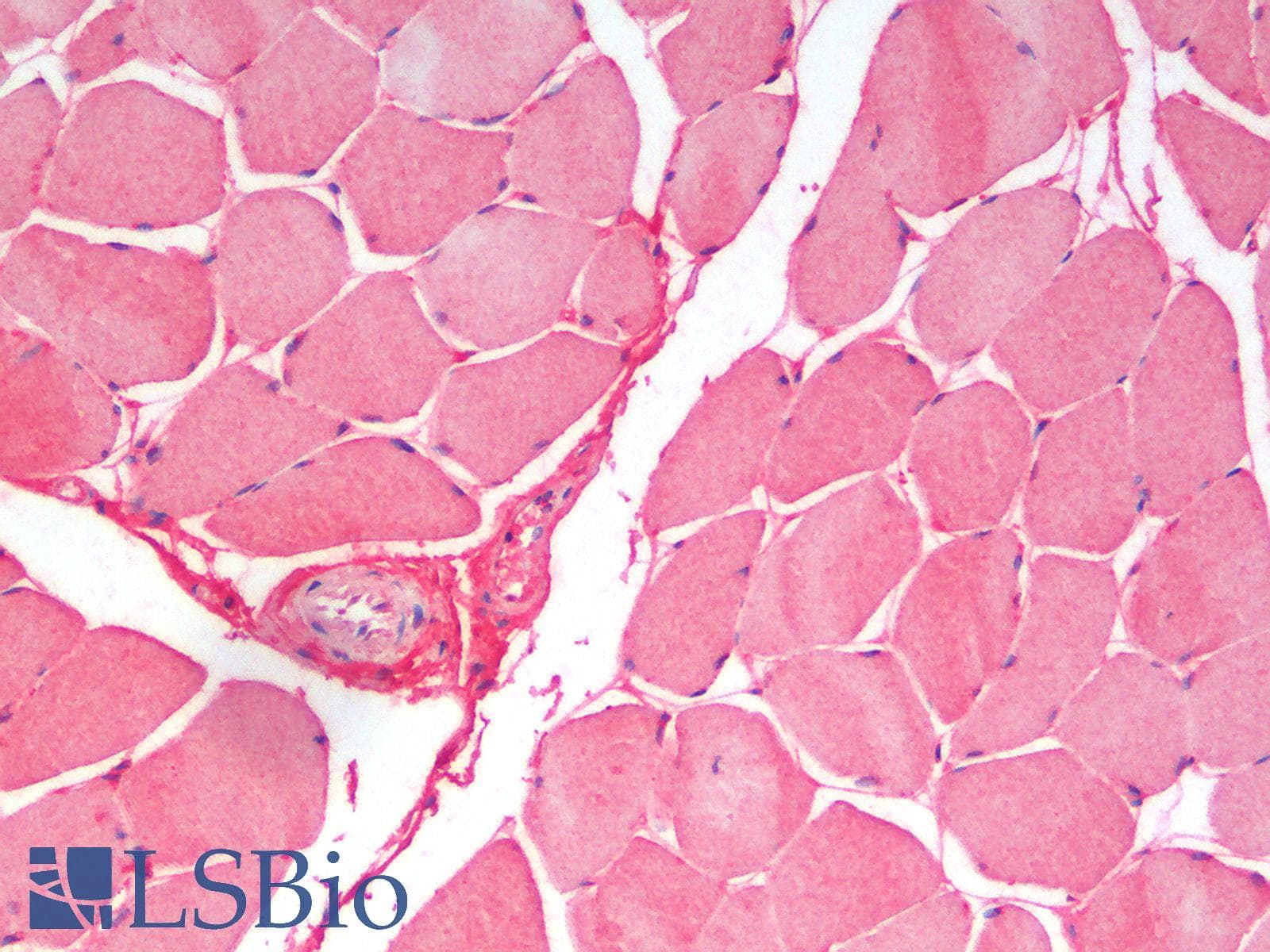 IHC-plus™ SLC7A6 Antibody (N Terminus)