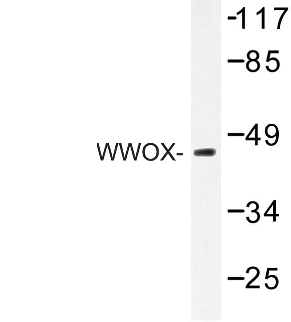 WWOX Antibody (Ala7)