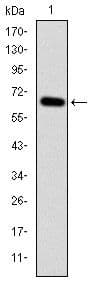 MAP3K2 / MEKK2 Antibody (clone 4B4)