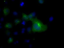 TUBA8 / Tubulin Alpha 8 Antibody (clone OTI2E9)