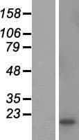 CSHL1 / CSH-Like 1 Protein (Over-Expression Lysate Myc-DDK (Flag))