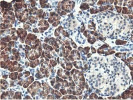 Monoclonal Mouse anti-Human RBBP7 / RbAp46 Antibody (clone OTI2D8, IHC, IF, WB)
