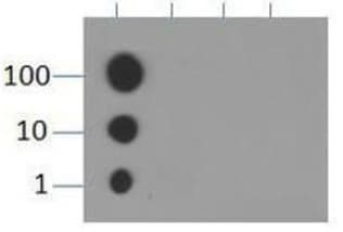 HIST3H3 Antibody (Me-Lys9)