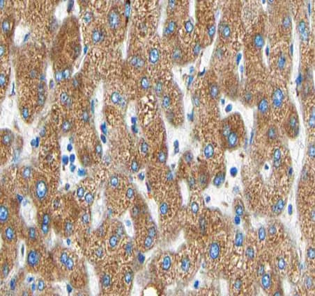 MMP19 Antibody