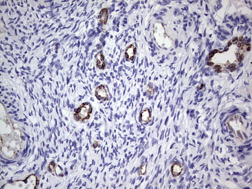 VWF / Von Willebrand Factor Antibody (aa764-1263, clone OTI7G3, Carrier-free)