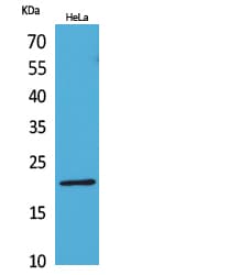 CD3E Antibody