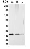 Polyclonal Rabbit anti-Human CREB1 / CREB Antibody (phospho-Ser121, IHC, WB)