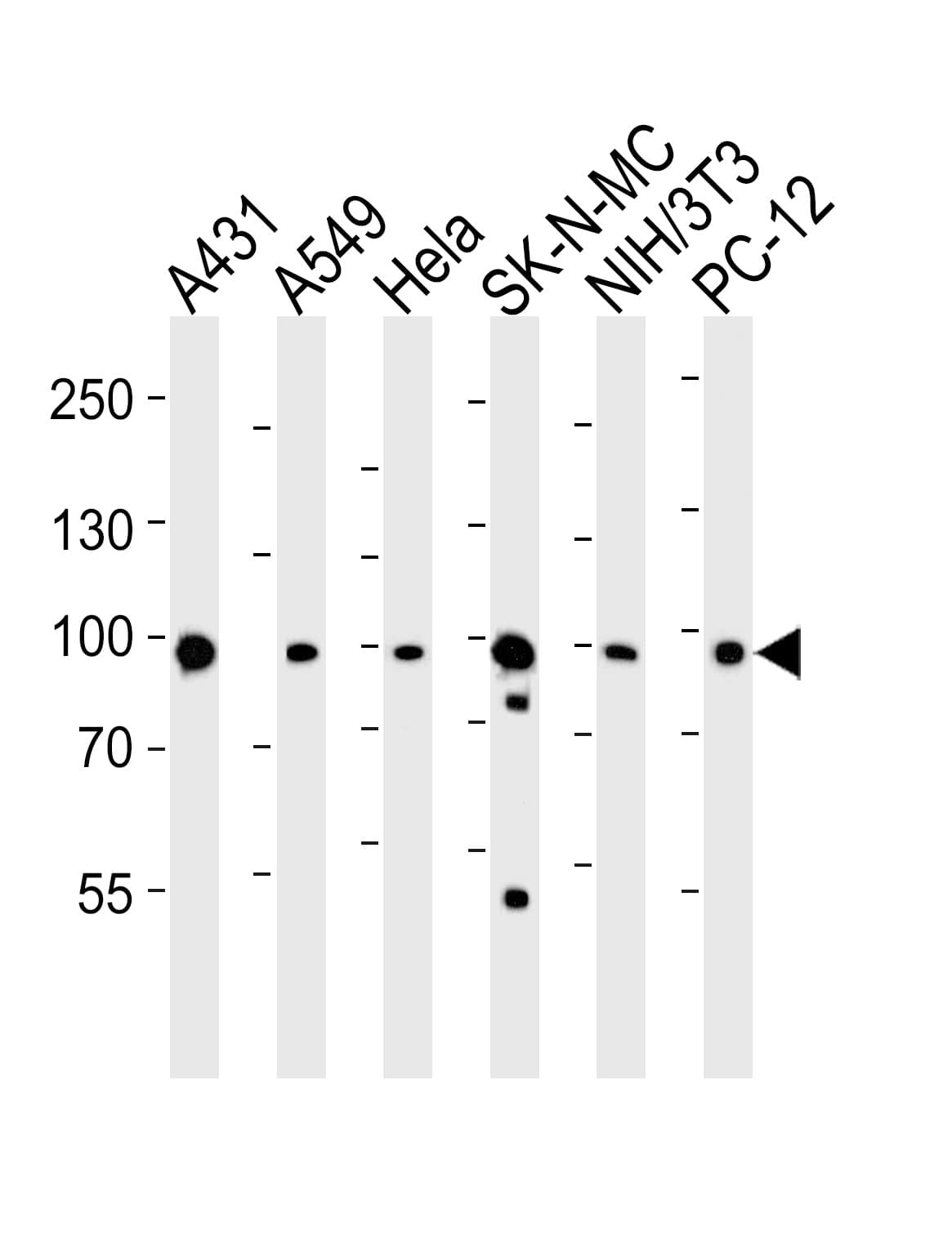 HSP90AA1 / Hsp90 Alpha A1 Antibody (aa57-89)