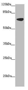 SLC34A1 / NPT2 Antibody