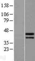 CREB5 Protein (Over-Expression Lysate Myc-DDK (Flag))