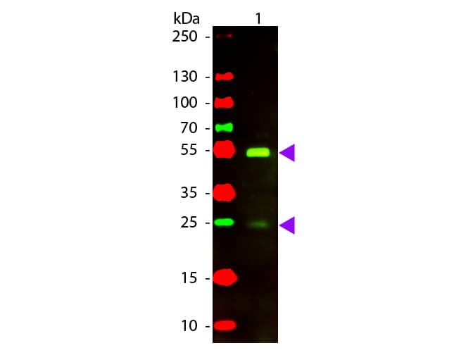 Rabbit Anti-Dog IgG Secondary Antibody (TR)