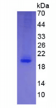 Human IL4 Protein (Recombinant)