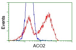 Monoclonal Mouse anti-Human ACO2 / Aconitase 2 Antibody (clone OTI7A11, IF, WB)