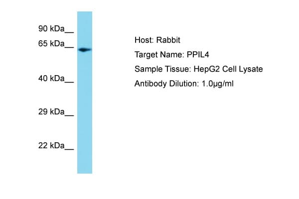 PPIL4 Antibody (C-Terminus)