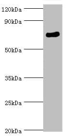 SPAG16 Antibody (aa1-183)