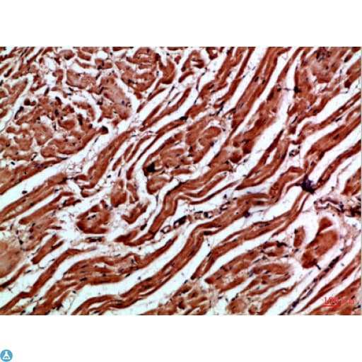CYGB / Cytoglobin Antibody