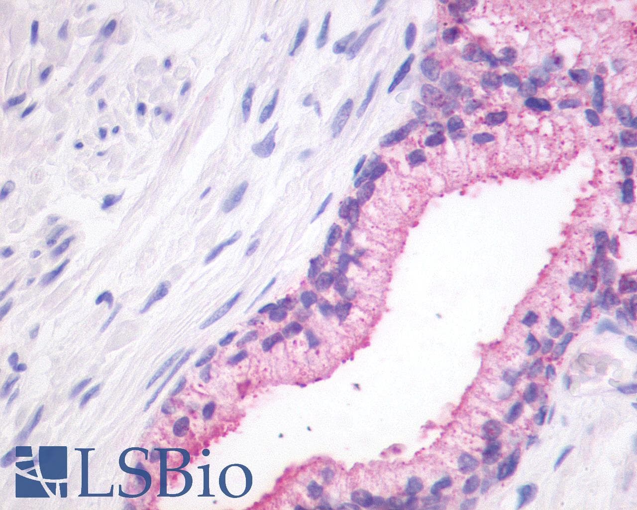PathPlus™ Polyclonal Rabbit anti-Human GPR27 Antibody (N-Terminus, IHC)