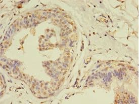 MLANA / Melan-A Antibody (aa48-118)