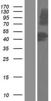 MROH1 / HEATR7A Protein (Over-Expression Lysate Myc-DDK (Flag))