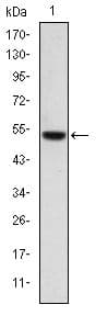 PODXL / Podocalyxin Antibody (clone 5D4)