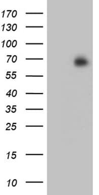 HOXA3 Antibody (aa40-276, clone OTI1C8)