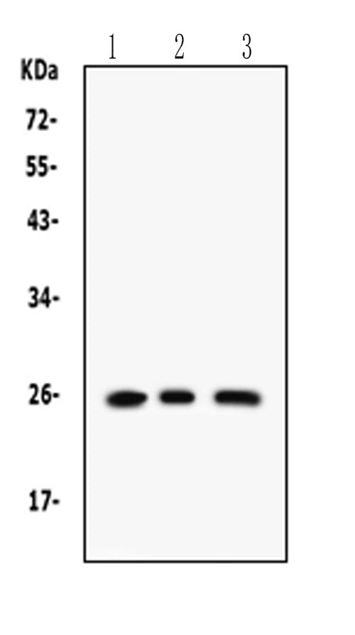 RAB14 Antibody (aa124-153)