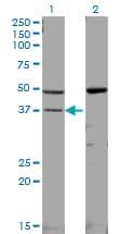 MAPK14 / p38 Antibody (clone 3D5)