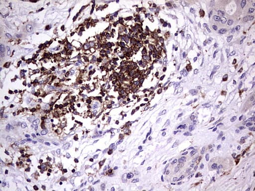 DOCK2 Antibody (aa1544-1830, clone UMAB142)