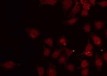 GATA1 Antibody